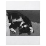 Lazy Kitten flyers