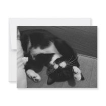 Lazy Kitten invitations