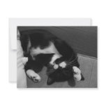 Lazy Kitten Custom Invitations