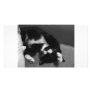 Lazy Kitten Personalized Photo Card