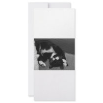 Lazy Kitten rack cards
