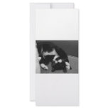 Lazy Kitten rack cards