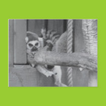 Lazy Lemur Postcard postcards