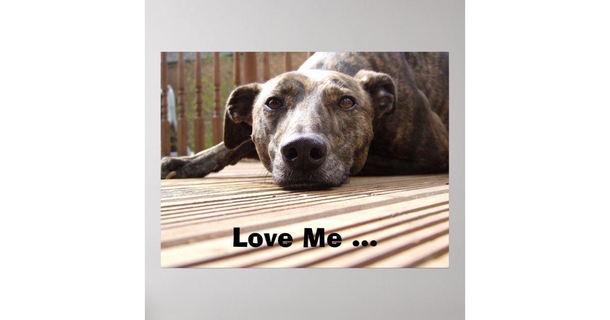 Lazy Lurcher Poster Zazzle