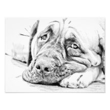Lazy Mastiff Photo