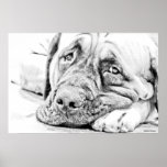 LAZY MASTIFF posters