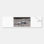 Lazy meercat bumper stickers