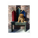 Lazy Puppy I posters