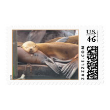 lazy sea lion Postage