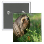 Lazy Sloth Button