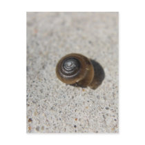 Lazy Snail Post Cards