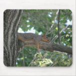 Lazy Squirrel mousepads