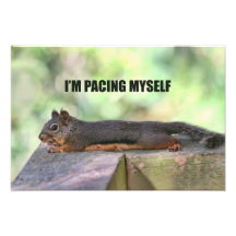 Lazy Squirrel Photo
