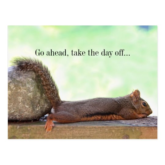 Lazy Squirrel Postcard Zazzle