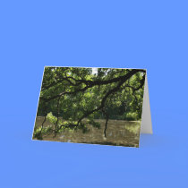 "Lazy Summer Days" Greeting Card cards