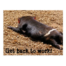 Lazy Tassie Devil Post Card