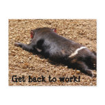 Lazy Tassie Devil Post Card