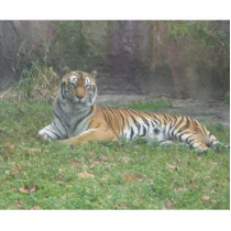 Lazy Tiger Acrylic Cut Out