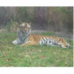 Lazy Tiger Acrylic Cut Out