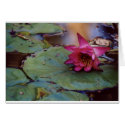 Lazy Water Lily cards