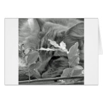 Lazydays cards