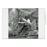 Lazydays Greeting Cards