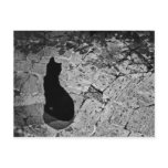 Le Chat Noir postcards