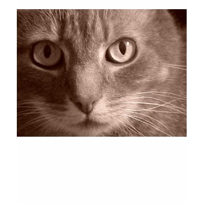 le chat t shirts by Thunder_Kat