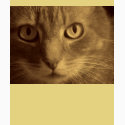 le chat t-shirts