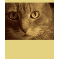 le chat t-shirts by Thunder_Kat le chat t-shirts