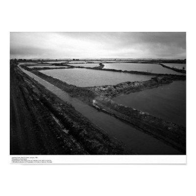 Leaching Ponds, Near El Centro, January 1966 Print by ucrcmp