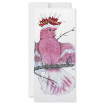 Leadbeater Cockatoo Rack Card Design