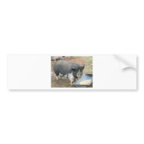 leadbelly 009.jpg bumper sticker
