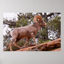 Leader Of The Pack Poster
