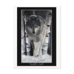 LEADER OF THE PACK ~ Wolf Postcards
