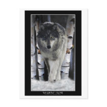 LEADER OF THE PACK ~ Wolf Postcards