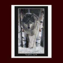 LEADER OF THE PACK ~ Wolf Postcards by RavenSpiritPrints LEADER OF THE PACK ~ Wolf Postcards