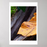Leaf, Archival paper Print