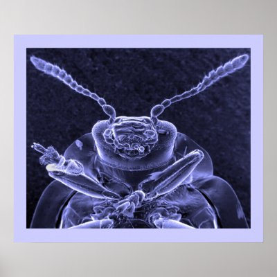 Leaf Beetle Image - Scanning Electron Microscope Print