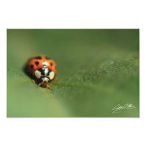 Leaf Beetle Art Photo