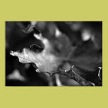 Leaf - Black and White Nature Photo posters