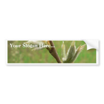 Leaf Burst bumper stickers