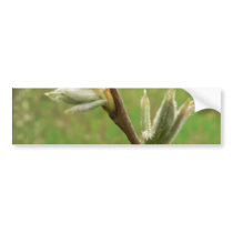 Leaf Burst bumper stickers