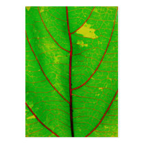 leaf business cards