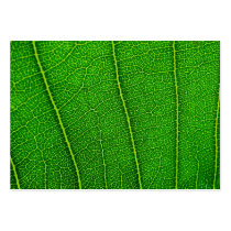 leaf business card