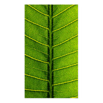 Leaf business cards