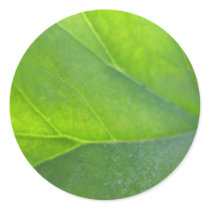 Leaf Closeup Sticker