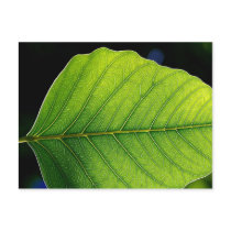 Leaf Detail postcards by postcardsfromtheedge Leaf Detail postcards