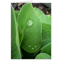Leaf drops cards
