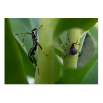 Leaf Footed Bug ~ ATC business cards by Andy2302 Leaf Footed Bug ~ ATC business cards